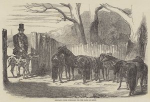 Shetland Ponies为埃及的Pacha购买